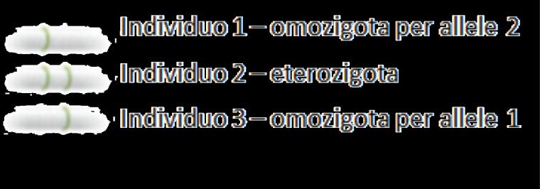 e sito di loci codificato in precisi protocolli selettivamente amplificati