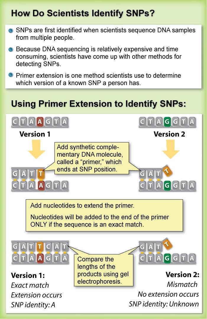 metodo primer extension (low throughput) - Analizza SNP in sequenze NOTE - Si progetta un primer che termina al sito polimorfico - Si aggiunge la polimerasi e dntp - Se l ultima base del primer