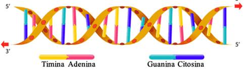 Adenina (A), Guanina (G), Citosina (C), Timina (T) Basi