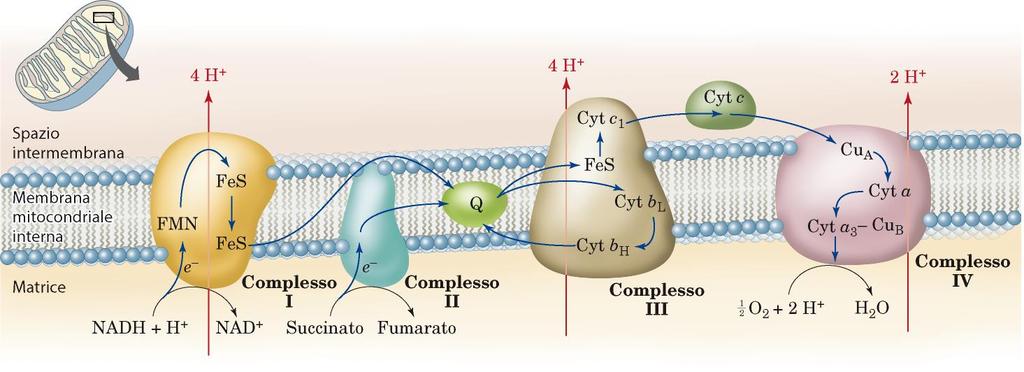 I centri redox che trasferiscono gli elettroni spontaneamente sono inglobati e organizzati in complessi multi-proteici trans-membrana, localizzati nella membrana mitocondriale interna Lo scopo della