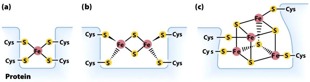 CENTRI Fe-S (è lo ione ferro che trasferisce l e - cambiando stato di ossidazione: Fe 3+ > Fe 2+ ) Fe-S Fe 2