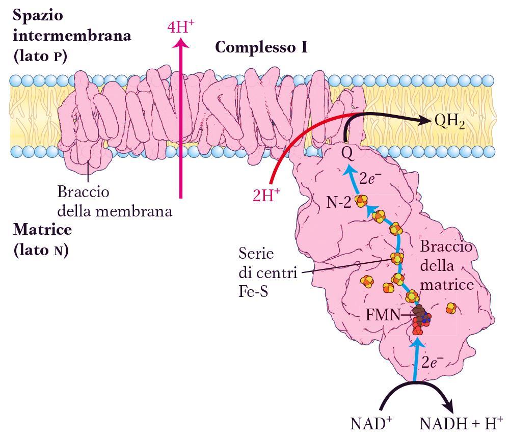 COMPLESSO I (14>>45 componenti proteiche) (NADH-deidrogenasi o NADH:ubichinone ossidoreduttasi) H: NADH + H + + FMN - + H + NAD + + FMNH 2 1 :H - trasferito sull FMN FMNH 2 + Fe +3 S 1H + 1e - FMNH +