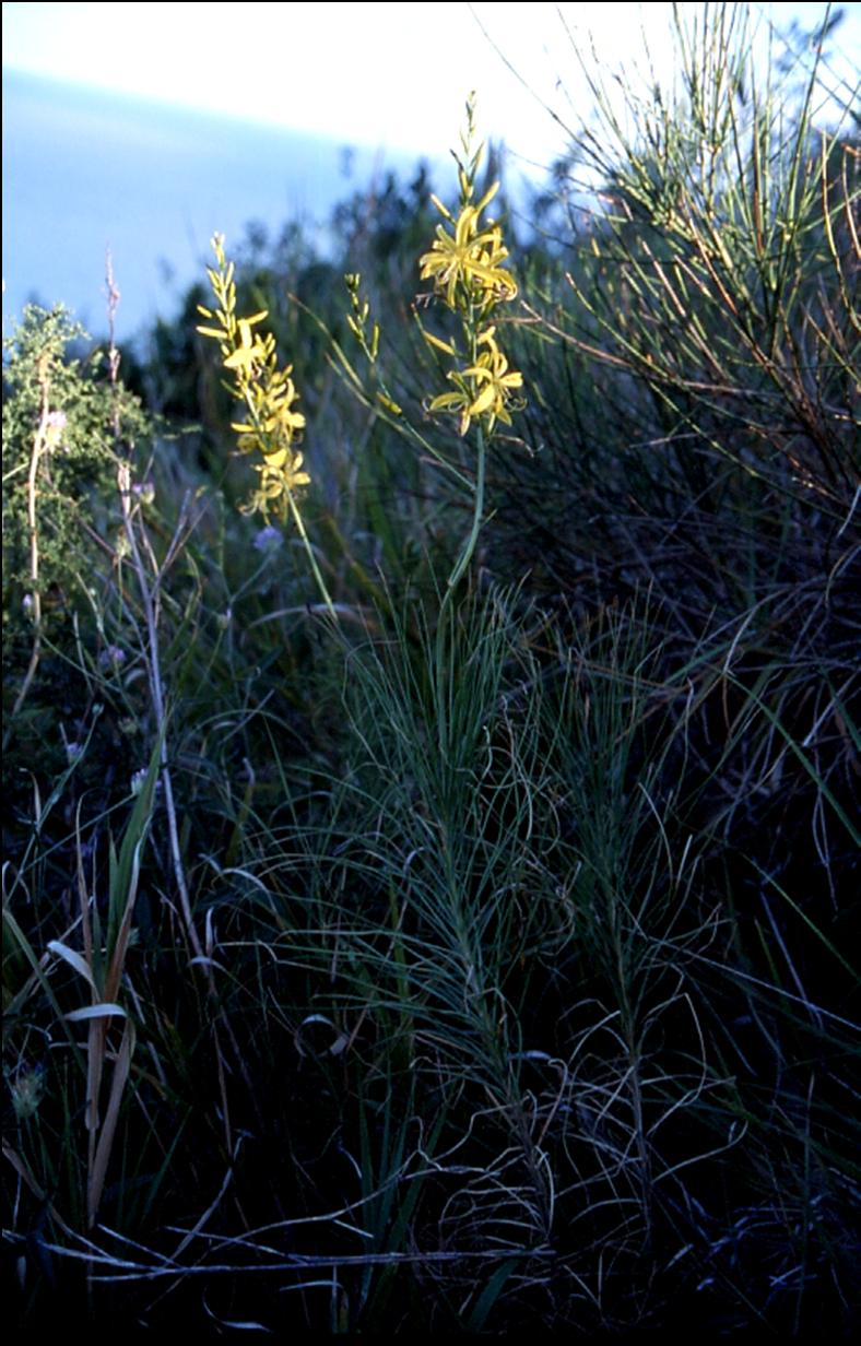 Asphodeline liburnica (Scop.) Rchb.