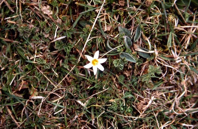 Romulea columnae Sebastiani & Mauri Specie a distribuzione strettamente mediterranea, presente nel versante