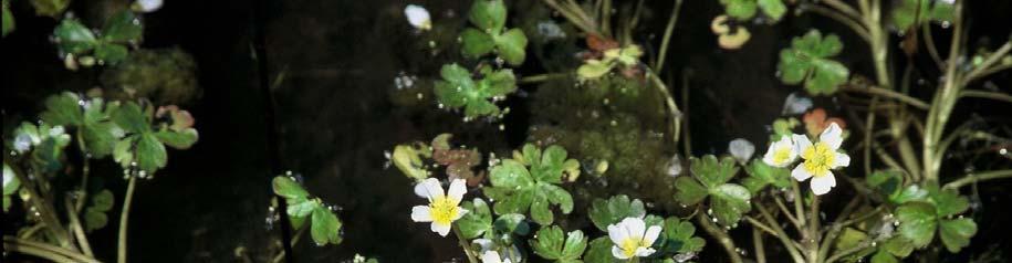 Ranunculus baudotii Godron Secondo Pignatti (1986)