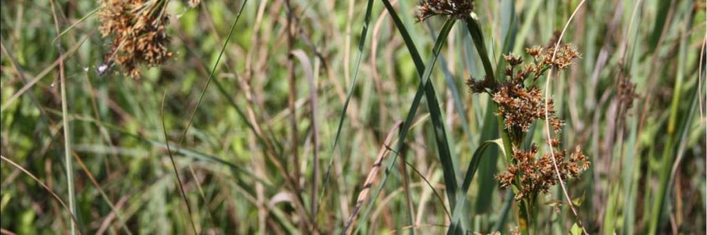 In passato (Biondi, 1986) la specie era presente in grande quantità anche nel Lago Profondo di Portonovo da dove si è purtroppo estinta a causa, probabilmente, dell innalzamento della salinità nel