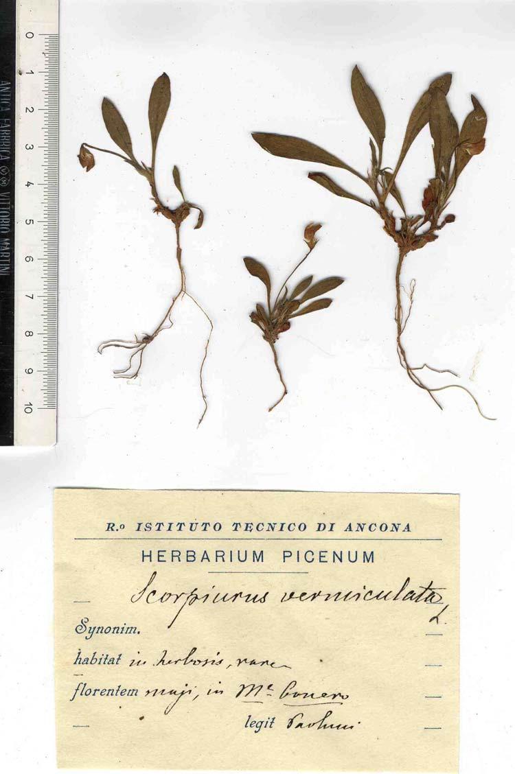 Brilli-Cattarini, 2005 La specie venne segnalata da Paolucci (1890-91) per la località Pian Grande. I campioni conservati nell'herbarium Picenum di L.