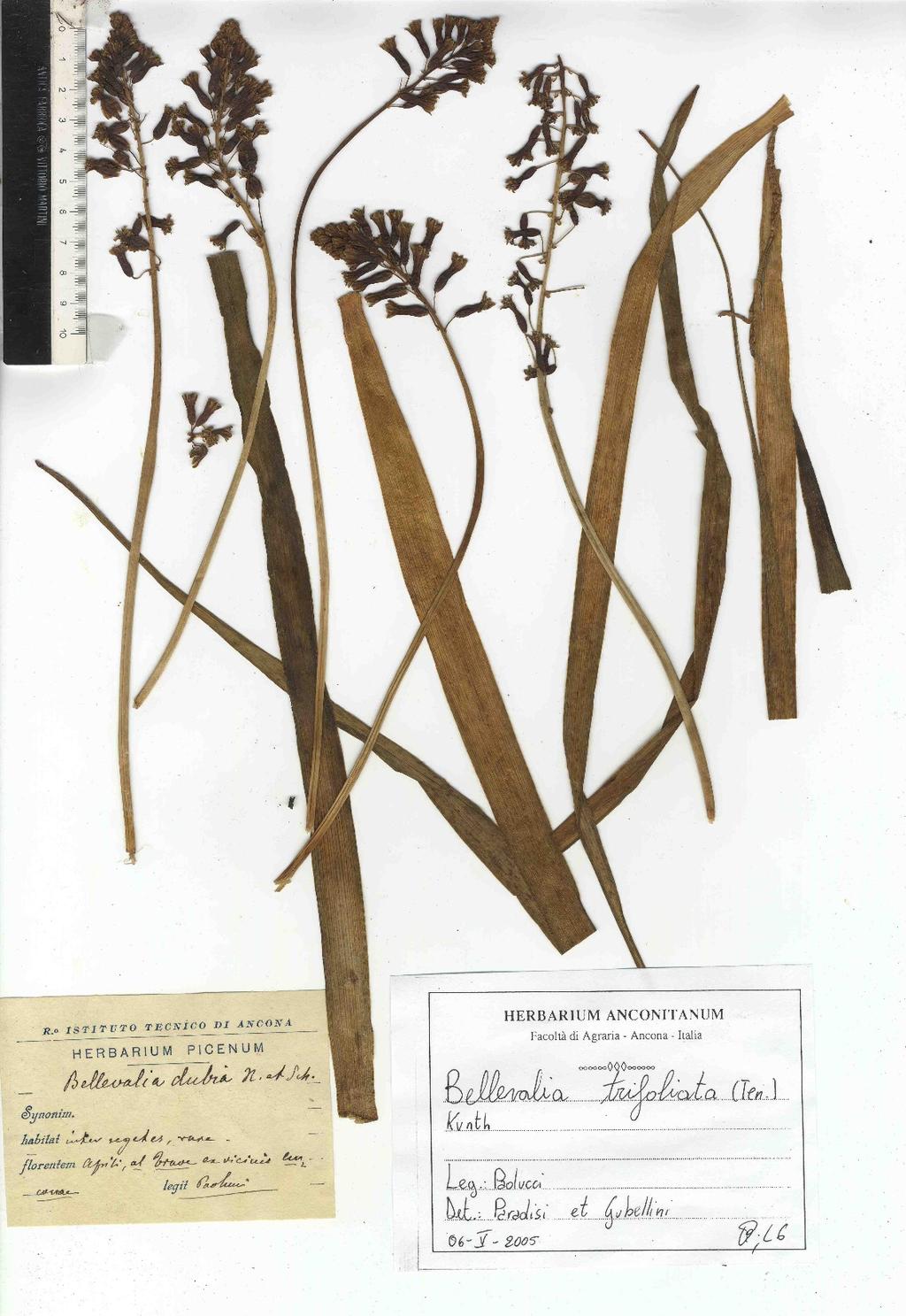 Bellevalia trifoliata (Ten.) Kunth Trave (Paolucci, 1890-91) La revisione del campione conservato nell'herbarium Picenum di L.