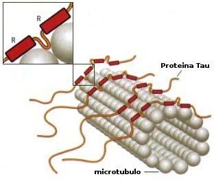 microtubule associated proteins andtau