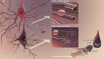 Citoscheletro degli assoni e dei dendriti Filamenti intermedi http://www.ncbi.nlm.nih.