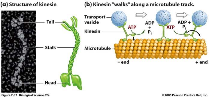 http://www.uic.edu/classes/bios/bios100/summer2006/kinesin.