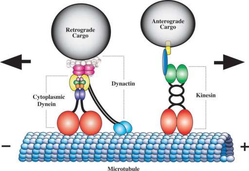 importanti quali mitocondri e mrna.