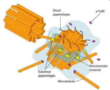 Struttura del centrosoma Nelle cellule che non si stanno dividendo, il MTOC è noto come centrosoma, e consiste in una copia di centrioli a forma di L e materiale centriolare associato.