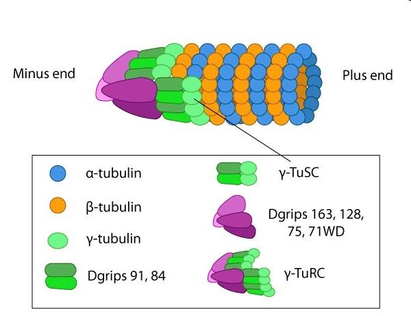 Il materiale pericentriolare contiene numerosi complessi proteici γ TuRC che nucleano la disposizione di microtubuli.