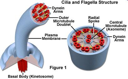 Struttura di cilia e flagelli All interno degli assonemi mobili, le dineina inducono lo scivolamento reciproco delle doppietti di microtubule adiacenti.