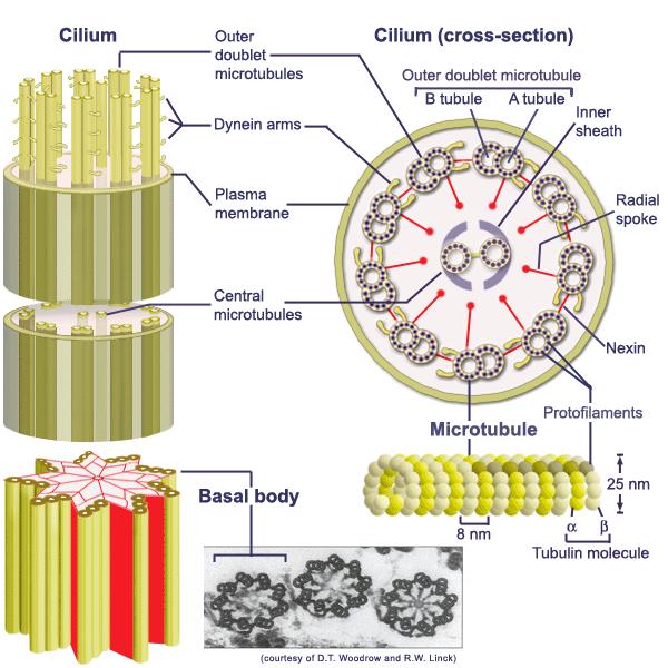 Corpi basali I microtubuli che formano l assonemas di un cilio o di un flagello prendono origine da una