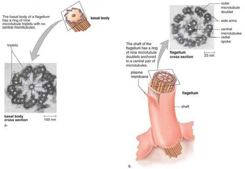 , si forma da un corpo basale derivato da un centriolo che faceva parte del fuso mitotico dello spermatocita