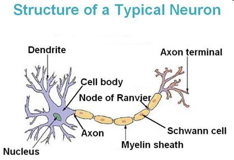 Ciascun neurone ha dendriti con ramificazioni profuse, che ricevono segnali nelle sinapsi con diverse centinaia di altri neuroni, e un singolo e lungo assone che si ramifica lateralmente alla sua