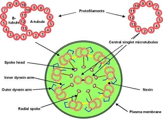 L assonema di cilia e flagelli [3] La principale proteina motore presente nelle cilia e nei flagelli è la dineina assonemale.