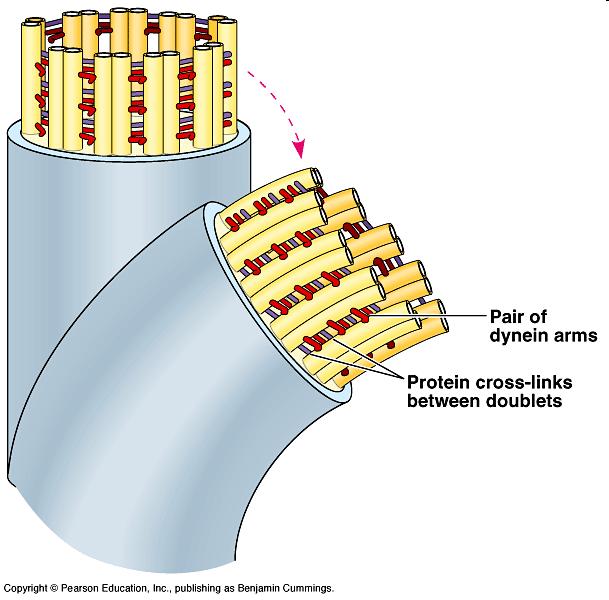 http://kentsimmons.uwinnipeg.ca/cm1504/cytoskeleton.