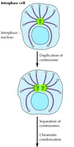 Formazione del fuso mitotico I centrioli e i centrosomi si duplicano durante l interfase.