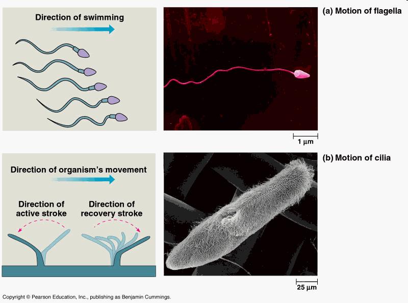 Microtubuli: