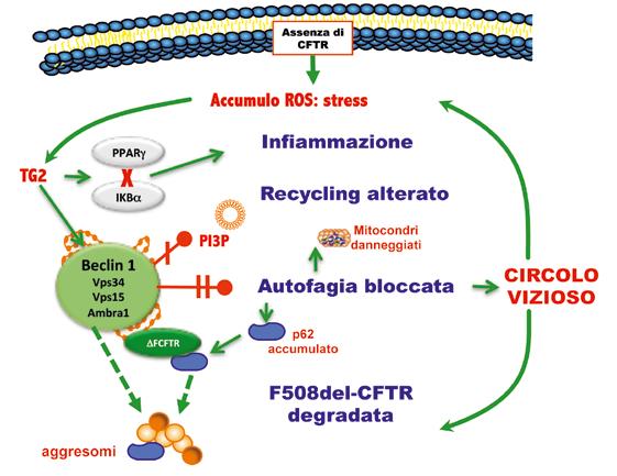 Nuove terapie per la fibrosi cistica A B Figura 1. A. Il difetto di CFTR induce un aumento di ROS con conseguente persistenza di elevati livelli di TG2.