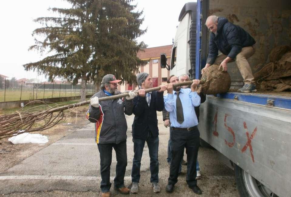 OPERAZIONI PRELIMINARI PER REALIZZARE IL VIALE LUNGO LA PISTA CICLABILE Arrivo degli alberi a