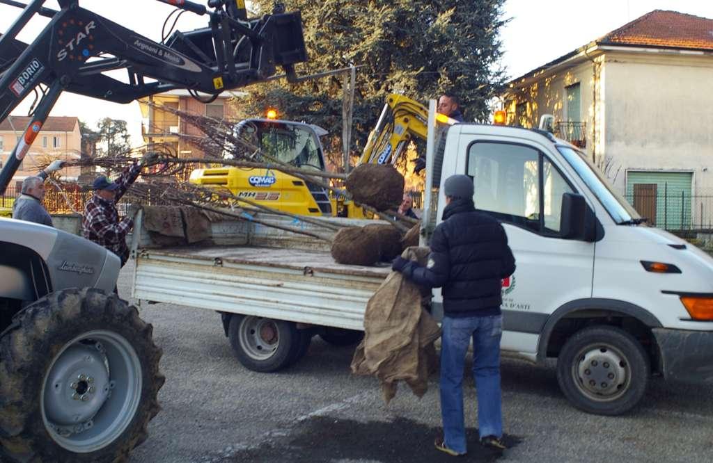 Operazioni di carico degli alberi per il trasporta dalla