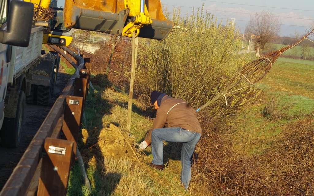 Scarico e posizionamento degli alberi in zolla