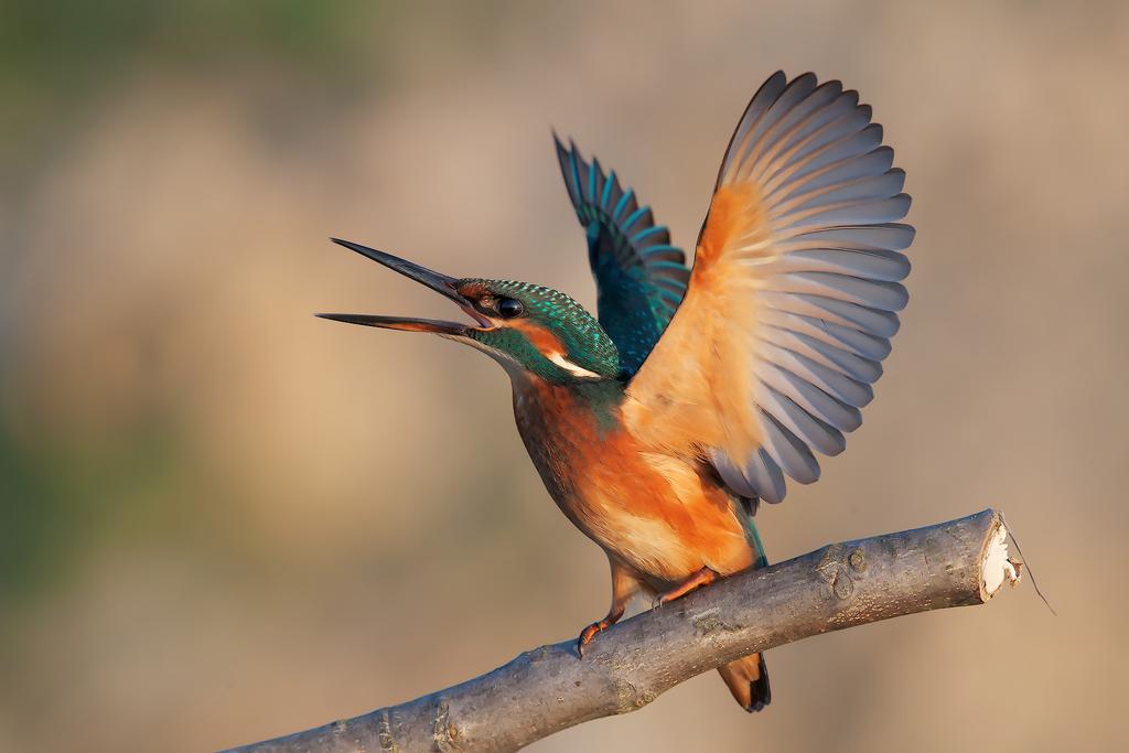 tommaso belfiori Nikon D3 Rodaggio