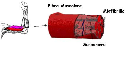 Karate Do fino a cintura nera Pagina 64 di 156 La fibra muscolare Tutti i muscoli scheletrici sono costituiti da un insieme di fibre muscolari striate, riunite tra loro in fasci composti