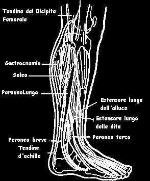 bicipite femorale che funziona quindi come flessore.