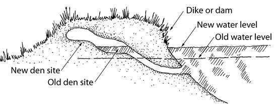 Impatto ambientale Danni alle infrastrutture irrigue Le tane delle nutrie presentano un diametro di circa 30 50 cm ed una lunghezza che può