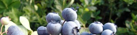 ESTRATTO DI MIRTILLO NERO (Vaccinium Mirtyllus): l estratto secco di mirtillo nero è ricco