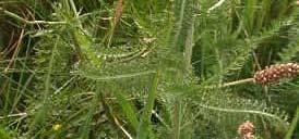 ACHILLEA ( Achillea Millefolium): La droga è costituita