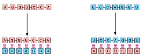 RNA Passaggio 1 Passaggio 2 LA SEQUENZA ORIGINALE FORMA UNA