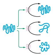 riprodurre la propria sequenza nucleotidica e quindi la sua forma Molecole specializzate di RNA possono catalizzare reazioni