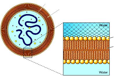 RNA Membrana fosfolipidica acqua Molecola di fosfolipide Testa idrofilica FORMAZIONE DI MEMBRANE DA PARTE DI FOSFOLIPIDI acqua Coda idrofobica OLIO OLIO ACQUA monostrato di fosfolipidi