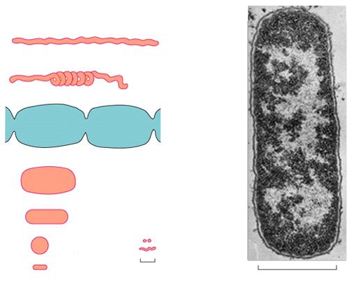 EVOLUZIONE DELLA CELLULA DAI PROCARIOTI AGLI EUCARIOTI DIMENSIONI E STRUTTURE DEI PROCARIOTI (A) Spirillum (B) RELAZIONI DI PARENTELA TRA I BATTERI ODIERNI vivono in condizioni acide a temperature