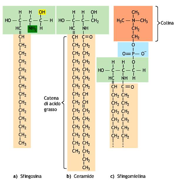 membrana plasmatica I