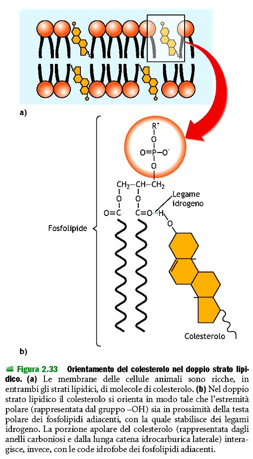 LE MEMBRANE BIOLOGICHE La