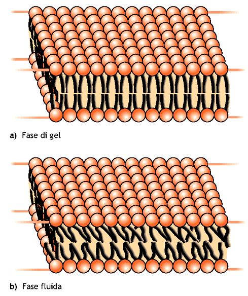 con fosfolipidi (membrana