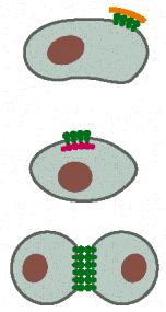 Mobilità delle proteine di membrana (A) La cellula comunque sa dove confinare certe proteine della membrana plasmatica in zone circoscritte del doppio strato lipidico, individuando distretti
