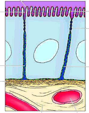 Cellula intestinale (polarizzata) Membrana apicale Microvillo Lume intestinale Mobilità delle proteine di membrana Proteina