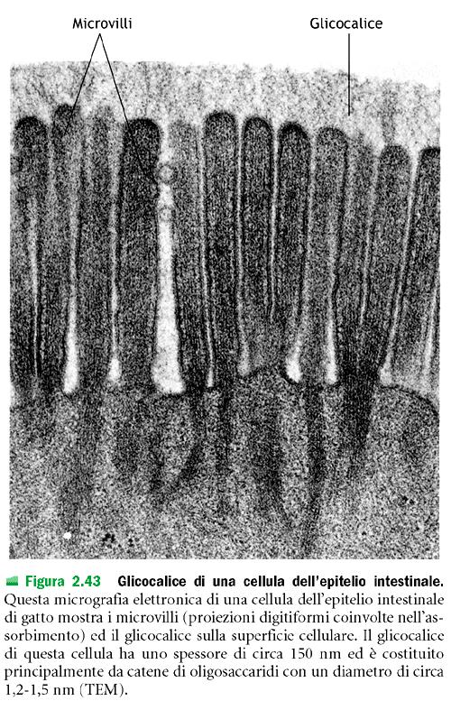 LE MEMBRANE