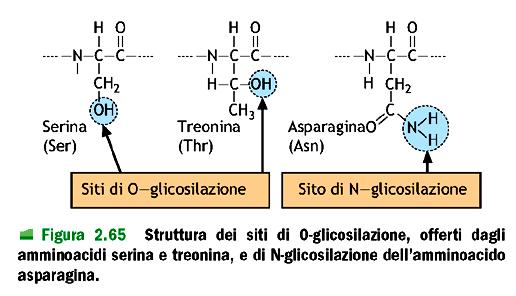 Reticolo