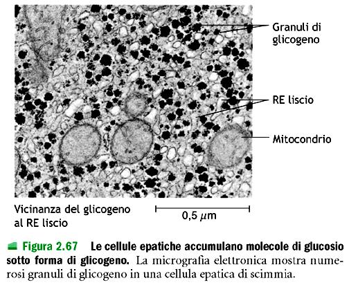 Farmaci, come anfetamine, morfina barbiturici oppure tossine, pesticidi, erbicidi ecc.