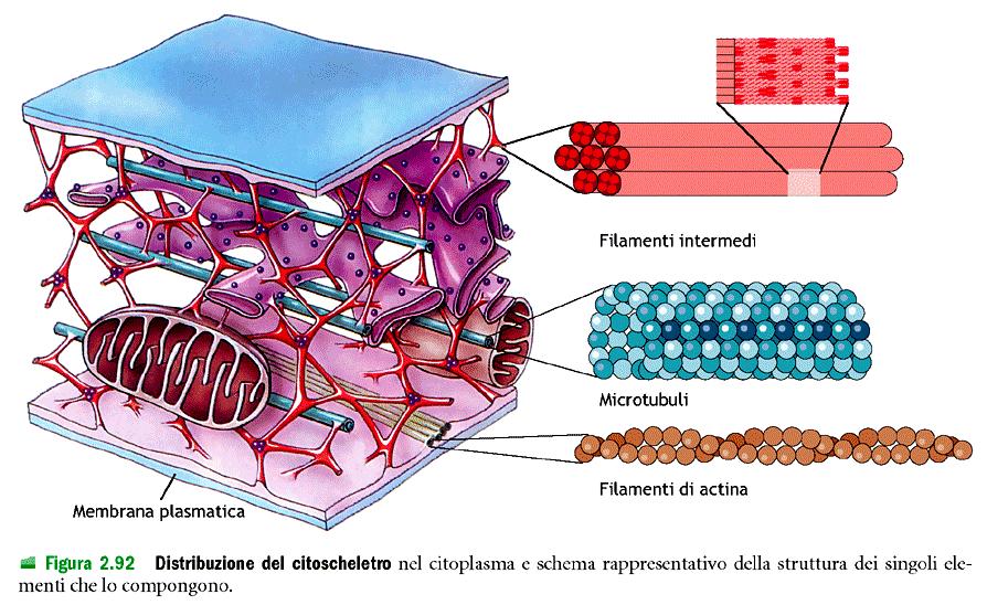 Citoscheletro