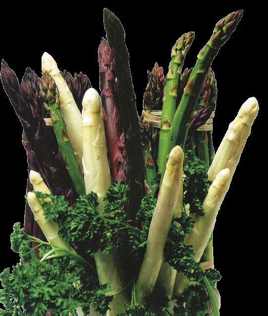 Zampe di Asparago I Magnifici Blu è un azienda specializzata nella produzione e commercializzazione di zampe di asparago per il coltivatore professionale.
